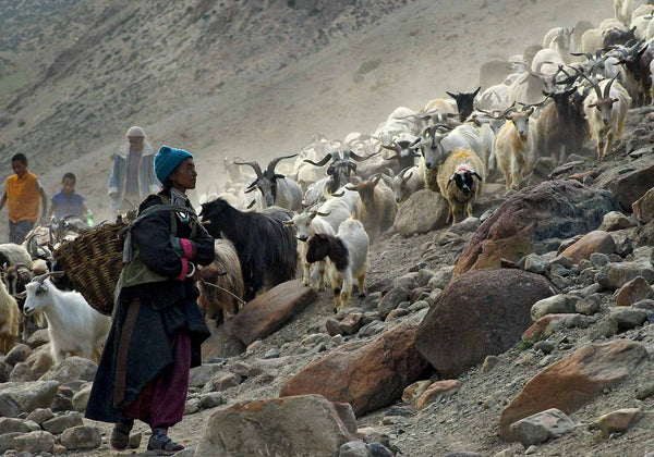 Bringing in the Goats at Hanupattav