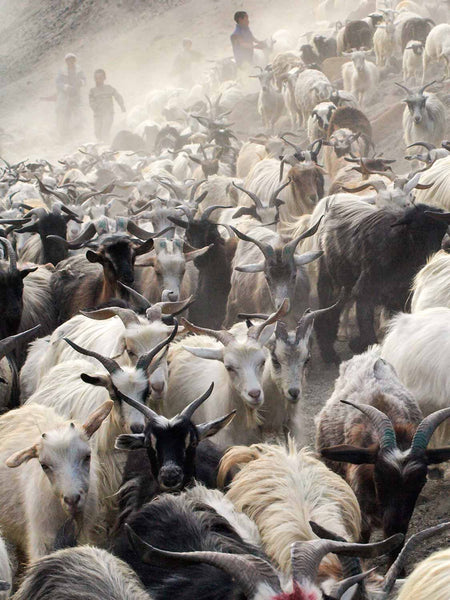 Photos of Ladakh: Bringing in the Goats at Hanupatta 2 |