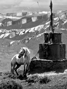 White Horse at Ghar Gompa, Mustang, Nepal