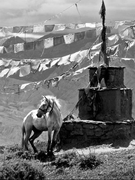 White Horse at Ghar Gompa, Mustang, Nepal