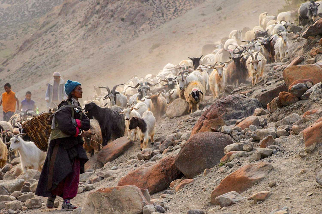Ladakh, Goats, Cashmere, the Changtang and Modi