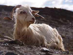 Cashmere Shawls and Himalayan Goats