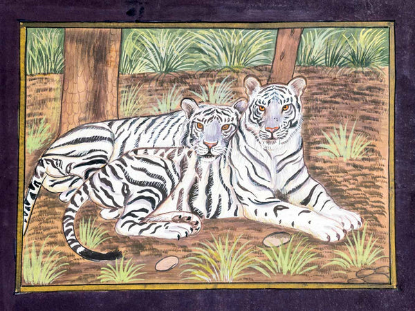 A traditional Indian hand-painted miniature painting depicting two white tigers resting in a forest setting with trees and grass, framed by a dark purple border.
