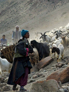 Bringing in the Goats at Hanupatta detail