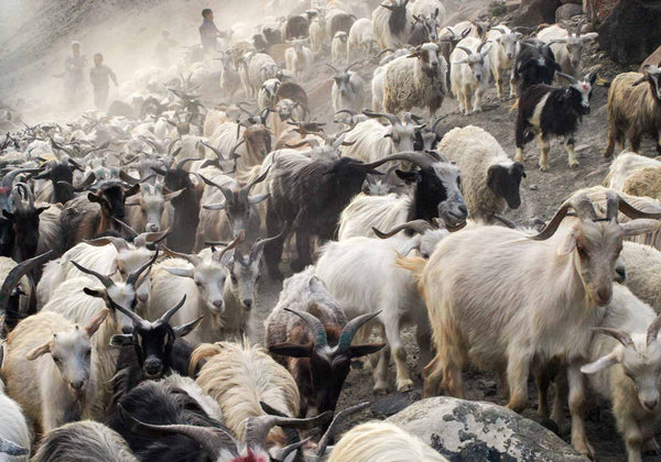 Photos of Ladakh: Bringing in the Goats at Hanupatta 2 
