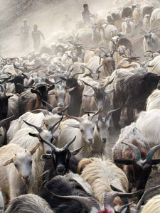 Photos of Ladakh: Bringing in the Goats at Hanupatta 2 | 