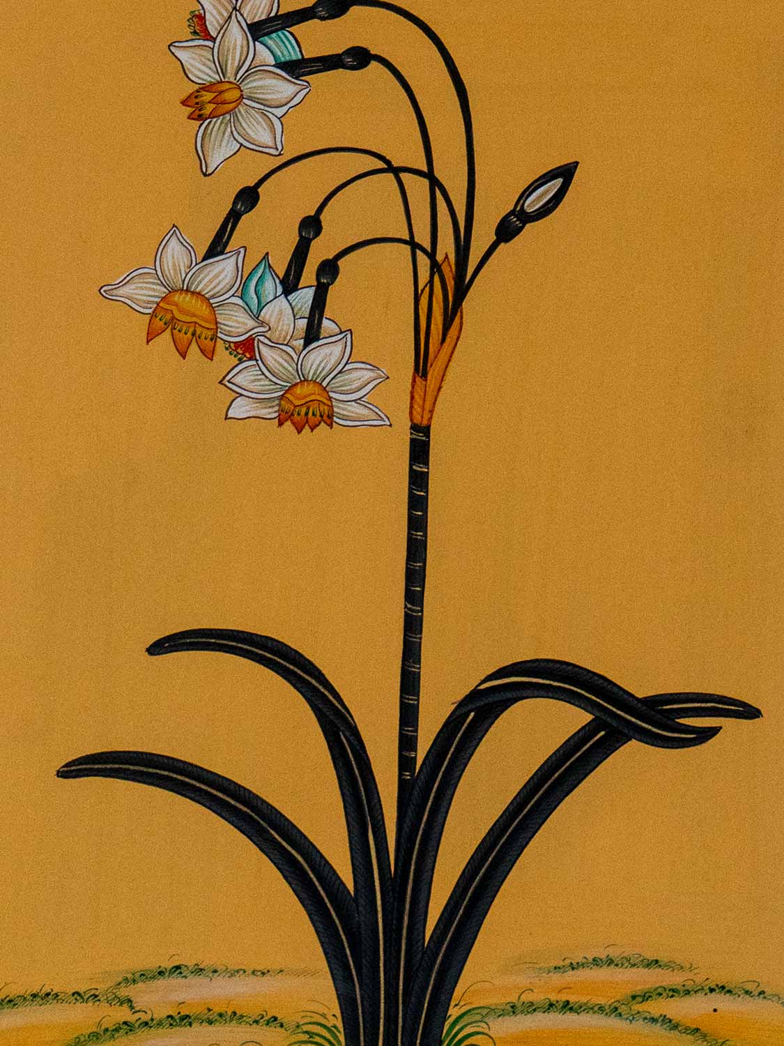 Indian Miniature Painting of Daffodils detail