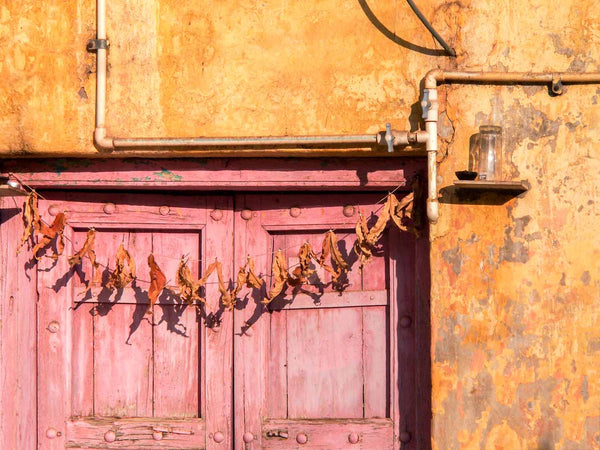 Drying Leaves, Pink Door, Wadhwan | Gujarat Photos