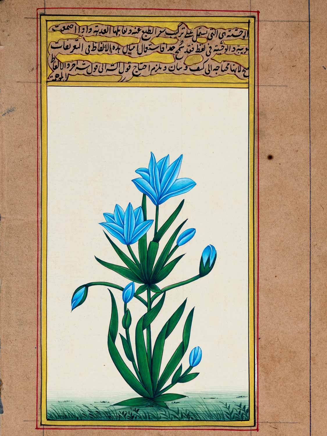 Indian Miniature Painting of Tall Blue Flowers 