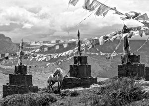 White Horse at Ghar Gompa, Mustang, Nepal