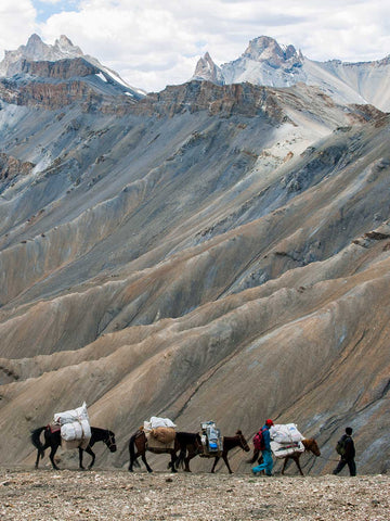 Ponies Descending from the Zarlung Karpo La, Ladakh